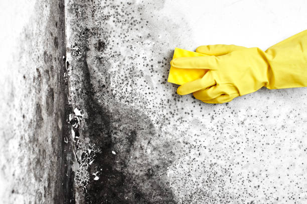 Best Basement Mold Remediation in Fox Lake Hls, IL
