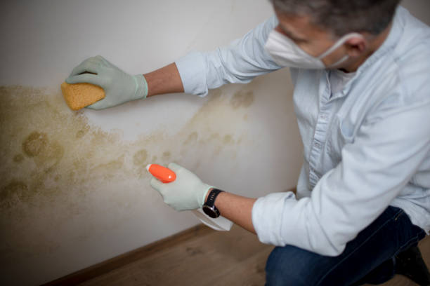 Best Emergency Mold Remediation in Fox Lake Hls, IL