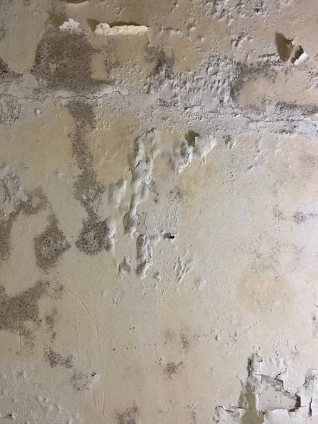 Professional Mold Remediation in Fox Lake Hills, IL