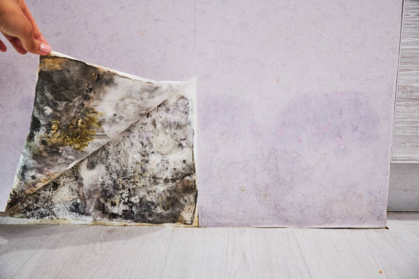 Best Bathroom Mold Remediation in Fox Lake Hls, IL